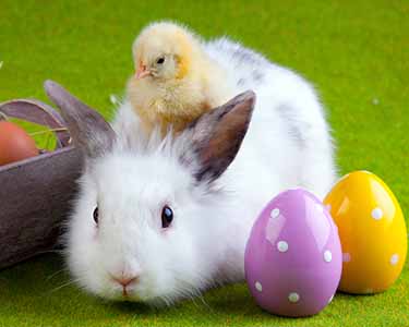 Kids Charlotte: Easter Bunny Events - Fun 4 Charlotte Kids