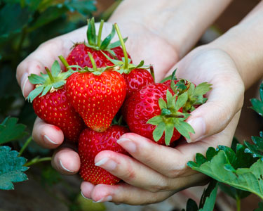 Kids Charlotte: Strawberry U-Pick Farms - Fun 4 Charlotte Kids