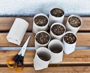 Growing Bird Seed