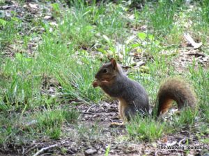 Squirrel Appreciation Day Hike.jpg