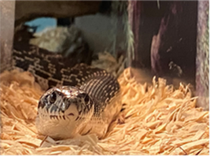 Animal Meet and Greet 2.png