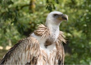 Why All The Buzz for Buzzards.jpg