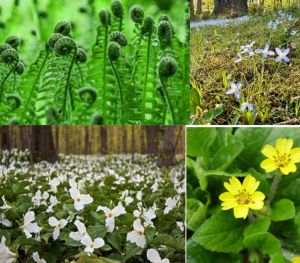 May Flowers Hike.jpg