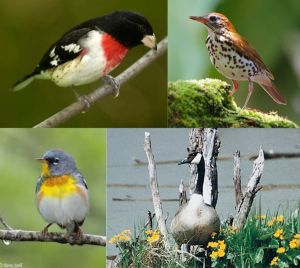 Migratory Birds Week.jpg