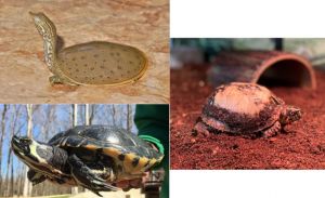 World Turtle Day.jpg