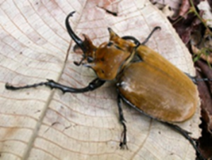 Busy Beetles Bug Hunt.png