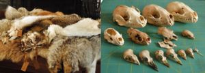 Mammal Mayhem (drop-in).jpg