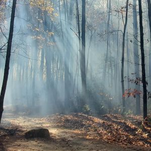 Cedar Mountain - Dupont State Recreational Forest