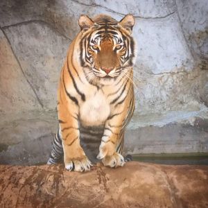 Troutman - Zootastic Park