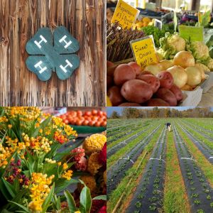 Mecklenburg County 4-H Clubs