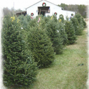 11/19-12/20 Cedar Lake Christmas Tree Farm