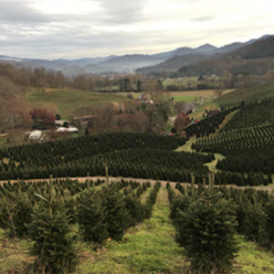 11/23 - 12/24 -  Boyd Mountain Christmas Tree Farm